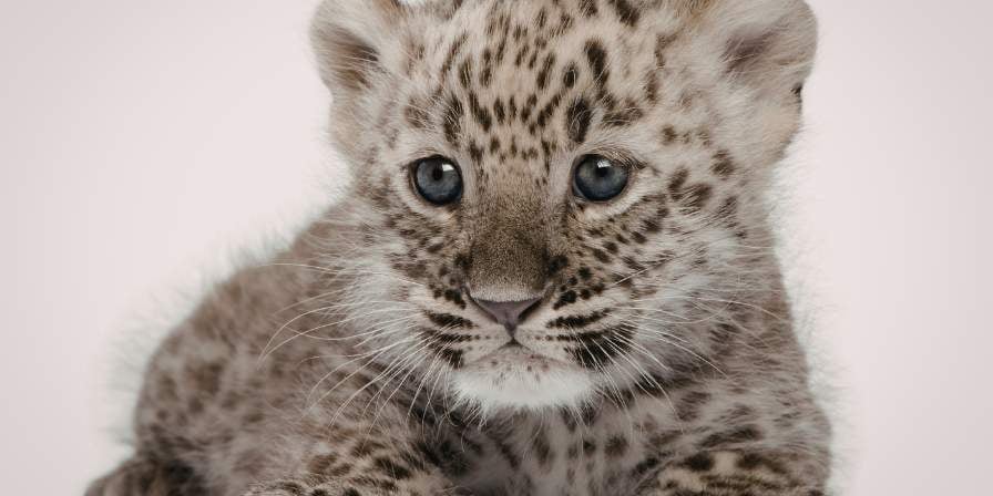 WCN Snow Leopard