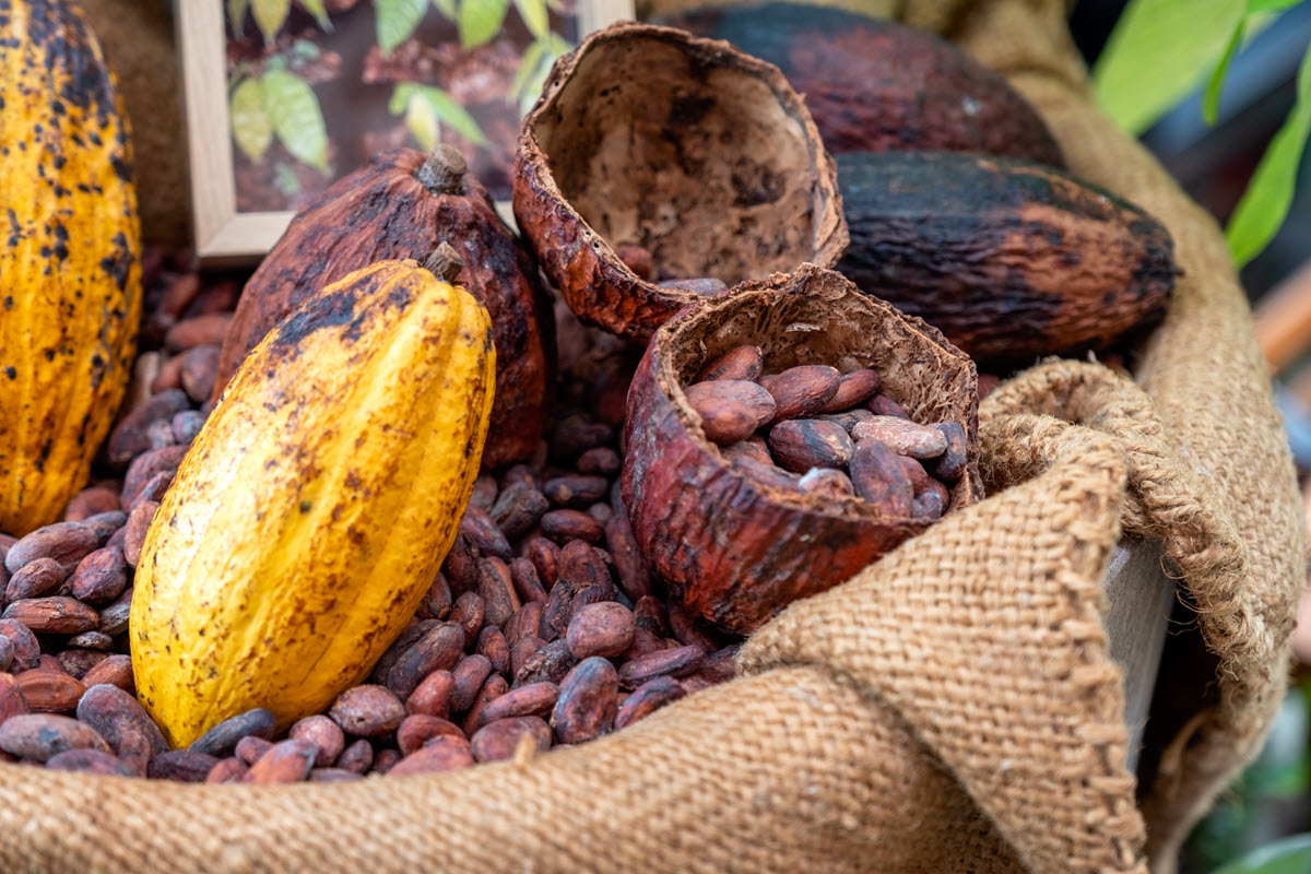 cocoa plants