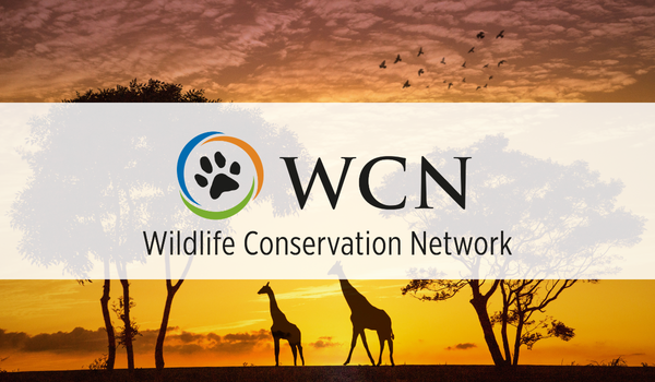 Wildlife Conservation Network: Strengthening Donor Transparency and Strategic Financial Planning with Martus Solutions